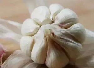 多吃两种菜可有效防胃病癌变