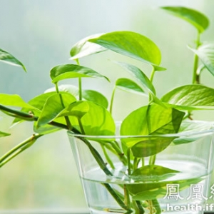 6类植物放室内最“吸毒”
