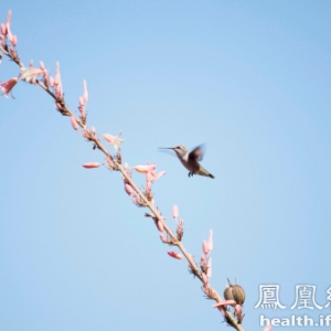 春天养肝防躁正当时 养生牢记三部曲