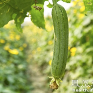 1根丝瓜赶走10种“病” 吃对了养生效果好
