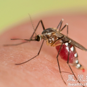 只要家里放一物夏天绝没蚊子(图)