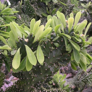 多肉植物致心脏病？虽然有毒但不致命
